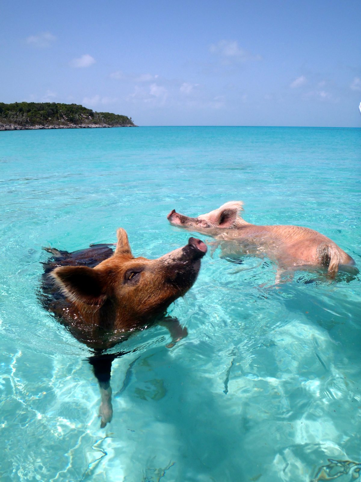 Swimming pigs in turquoise water off Big Major Cay, Exuma, Bahamas